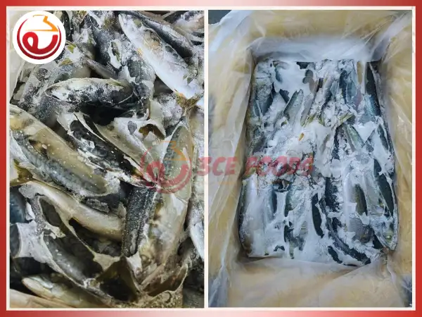 Cá nục đông lạnh thùng 15kg giá sỉ - Thực phẩm đông lạnh 3CE Foods