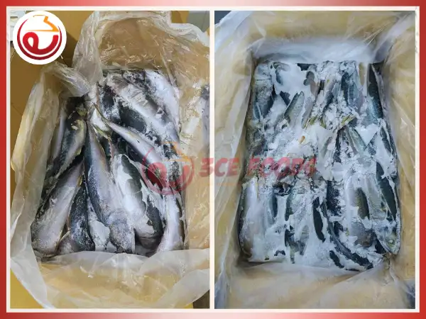 Cá nục đông lạnh size lớn (300gr - 500gr) thùng 15kg giá sỉ - Thực phẩm đông lạnh 3CE Foods