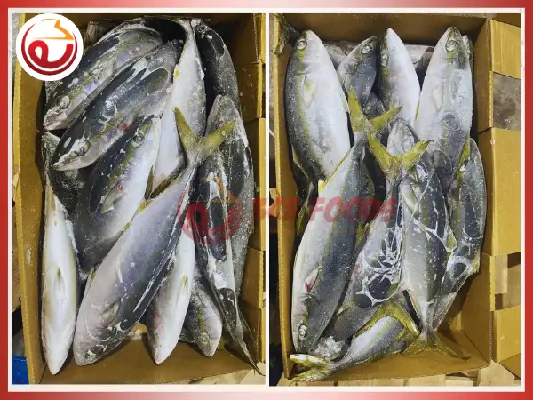 Cá cam đông lạnh thùng 15kg giá sỉ - Thực phẩm đông lạnh 3CE Foods