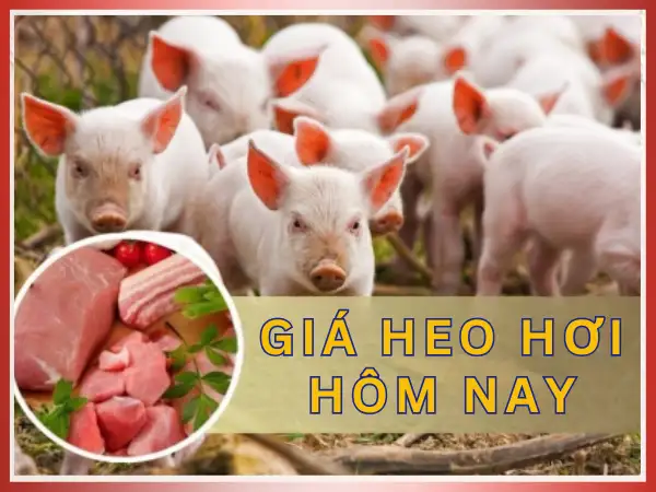 Thực phẩm đông lạnh 3CE foods - Giá heo hơi hôm nay